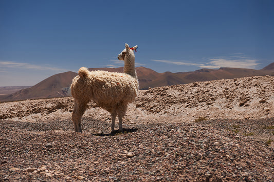 02_Llama Atacama Desert_Atacama 60x40cm