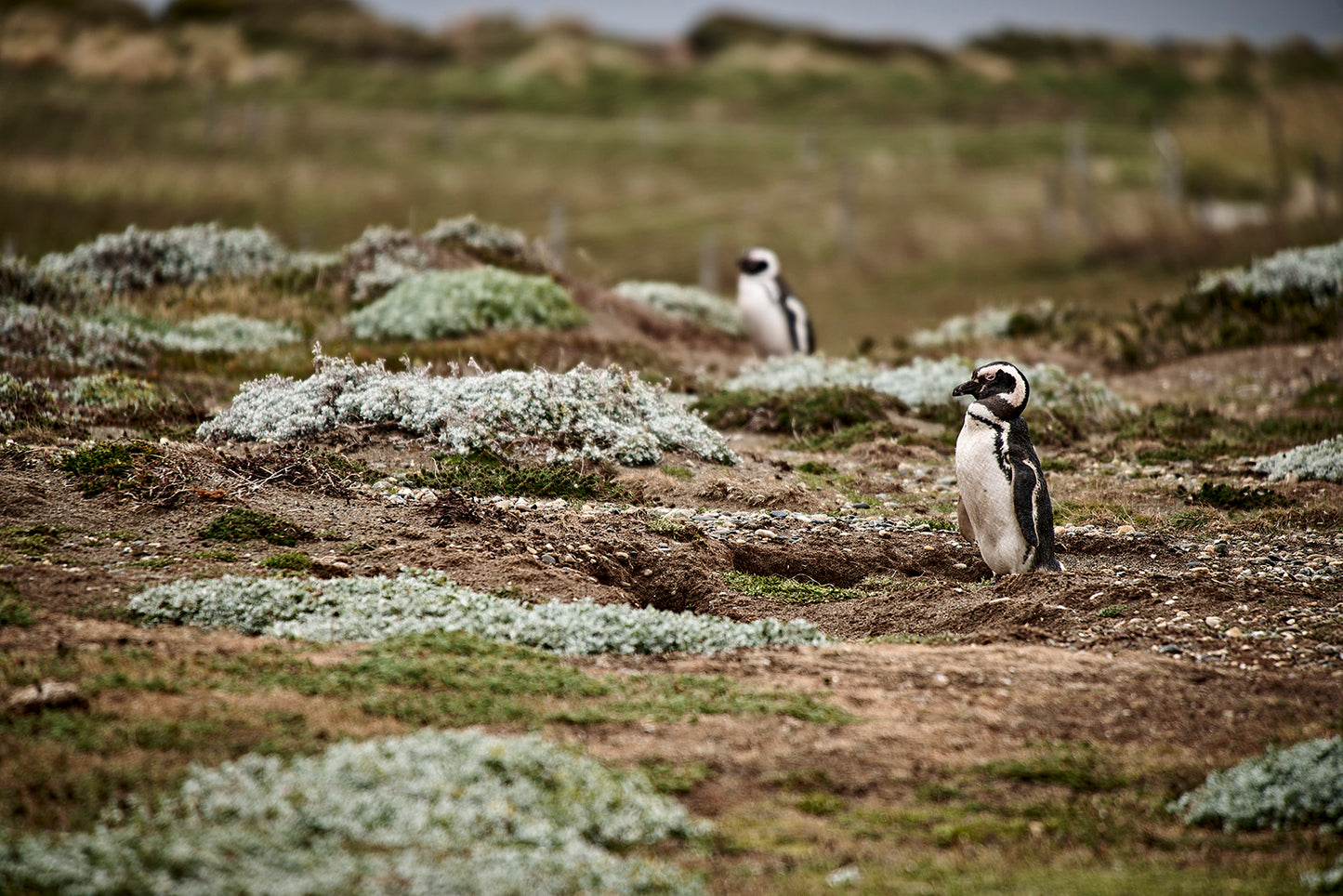 Magellanic Penguins — Punta Arenas