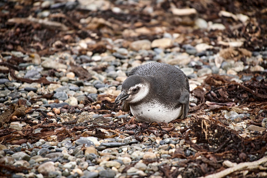 03_Pinguinera Punta Arena_Chile _60x40cm.jpg