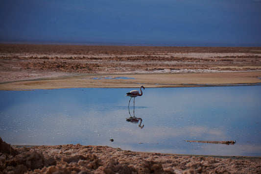 03_Flamingos Laguna Chaxa_Atacama 60x40cm