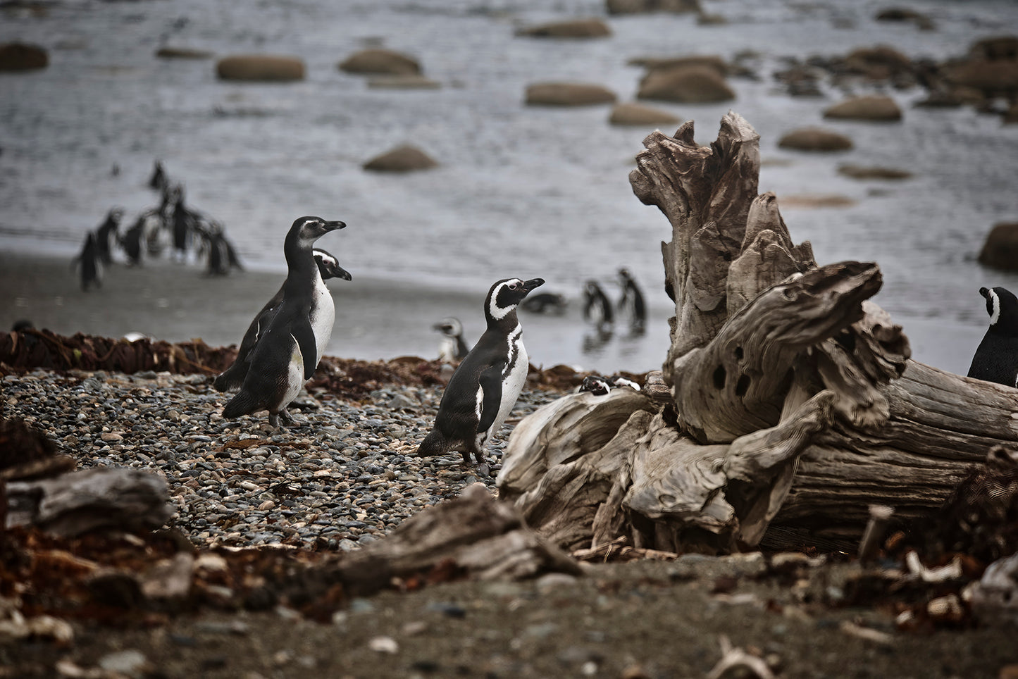 06_Pinguinera Punta Arena_Chile_60x40cm