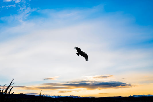 Condor Hybrid Images Patagonia Chile 60x40cm