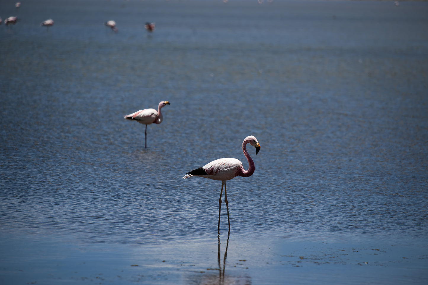 05_Flamingos salar de Tara_Atacama 60x40cm
