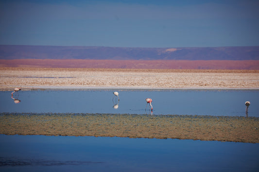 Flamingos of Atacama