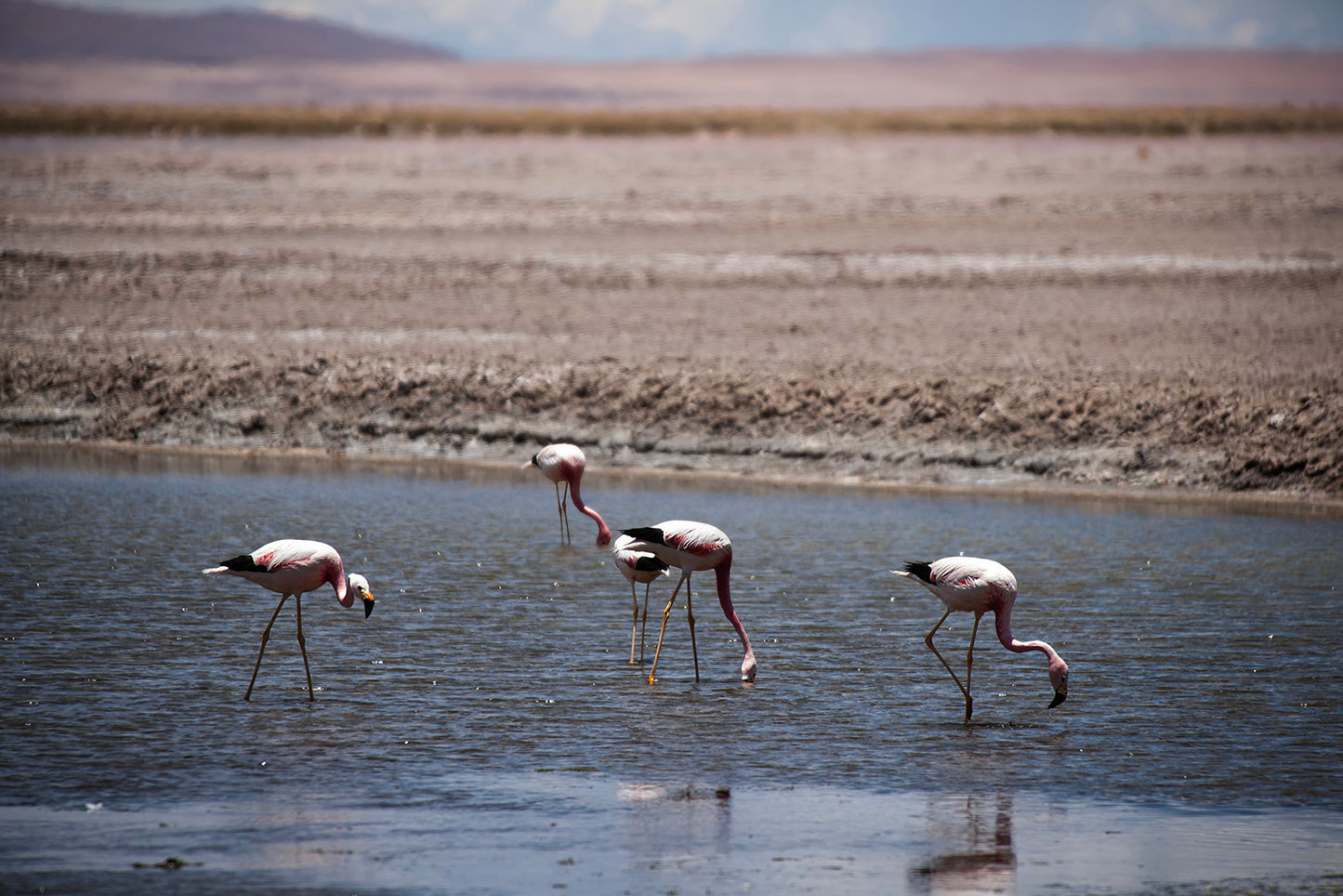05_Flamingos salar de Tara_Atacama 60x40cm