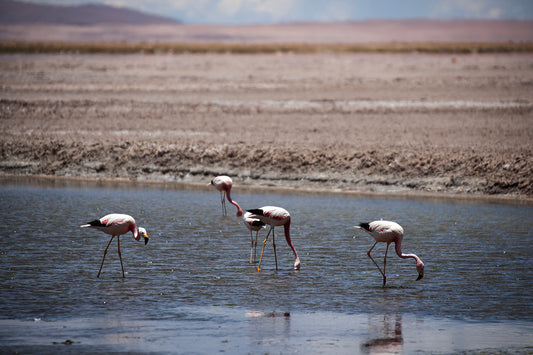 05_Flamingos salar de Tara_Atacama 60x40cm