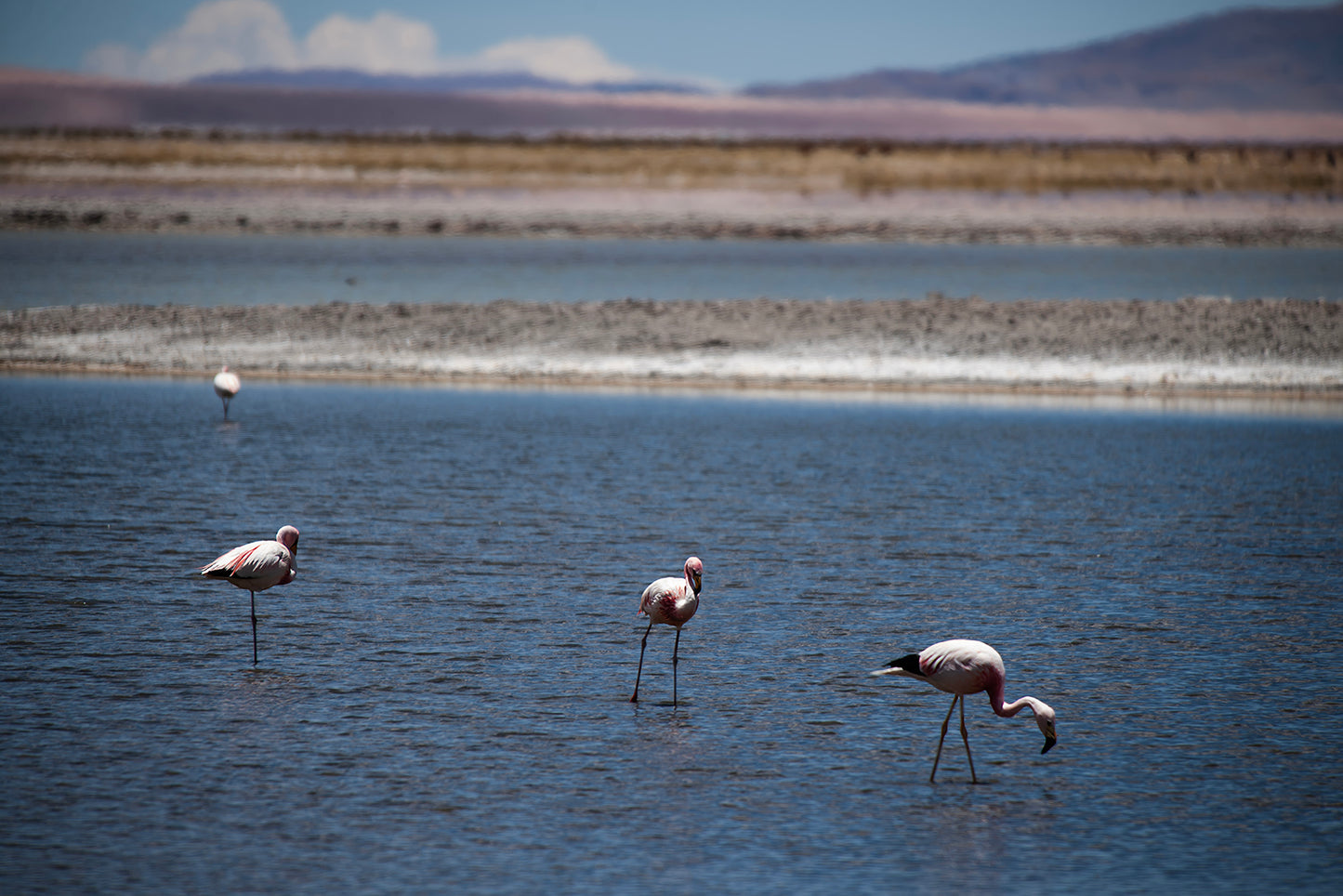 05_Flamingos salar de Tara_Atacama 60x40cm