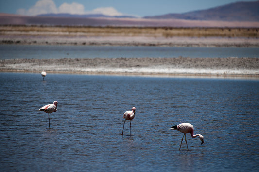 Flamingos — Salar de Tara No. 03 - 60 x 40 cm