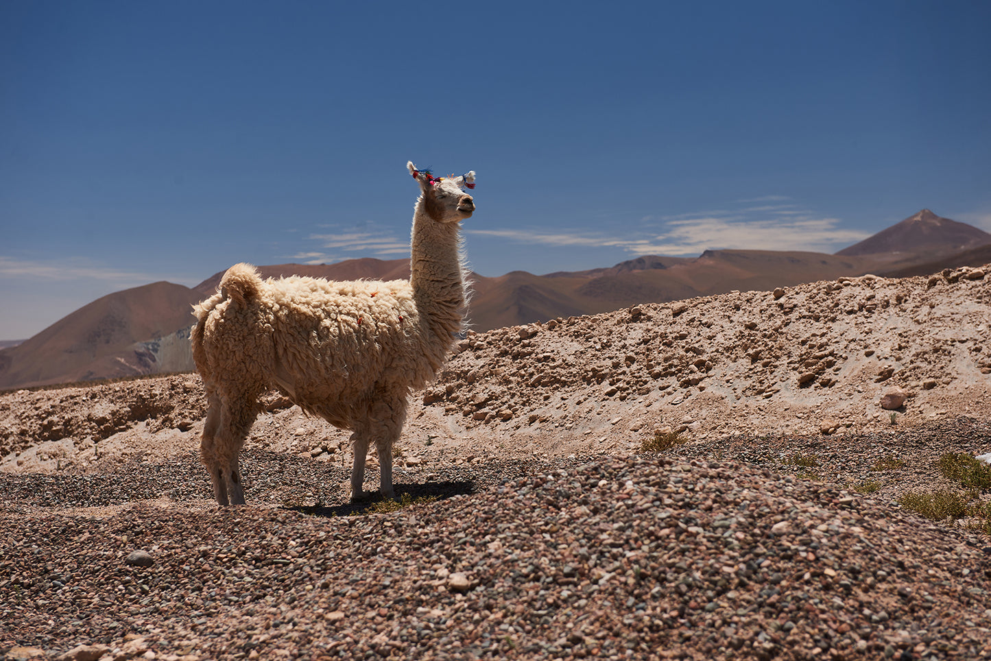 02_Llama Atacama Desert_Atacama 60x40cm
