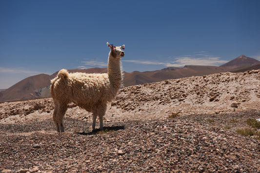 02_Llama Atacama Desert_Atacama 60x40cm