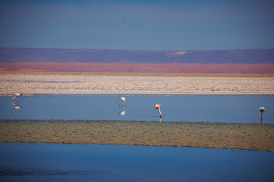 Certificate of Authenticity:
Artwork Title: 03_Flamingos Laguna Chaxa _Atacama 60x40cm
Series: Atacama Desert, Chile
Artist: Marcus Luconi
Year of Capture: 2010
Location: Atacama Desert, Chile
Original Medium: Digital 35mm
Camera: Nikon D3X
Print: Fine art archival pigment print
Edition: [número da edição]