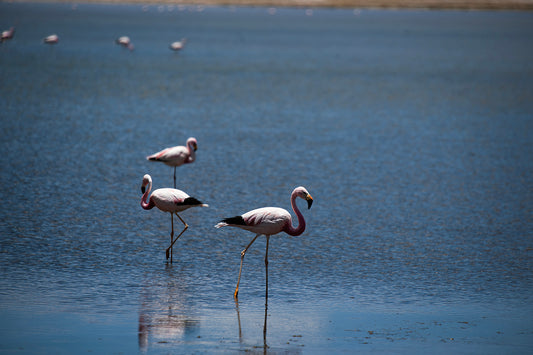 Flamingos — Salar de Tara No. 04 - 60 x 40 cm