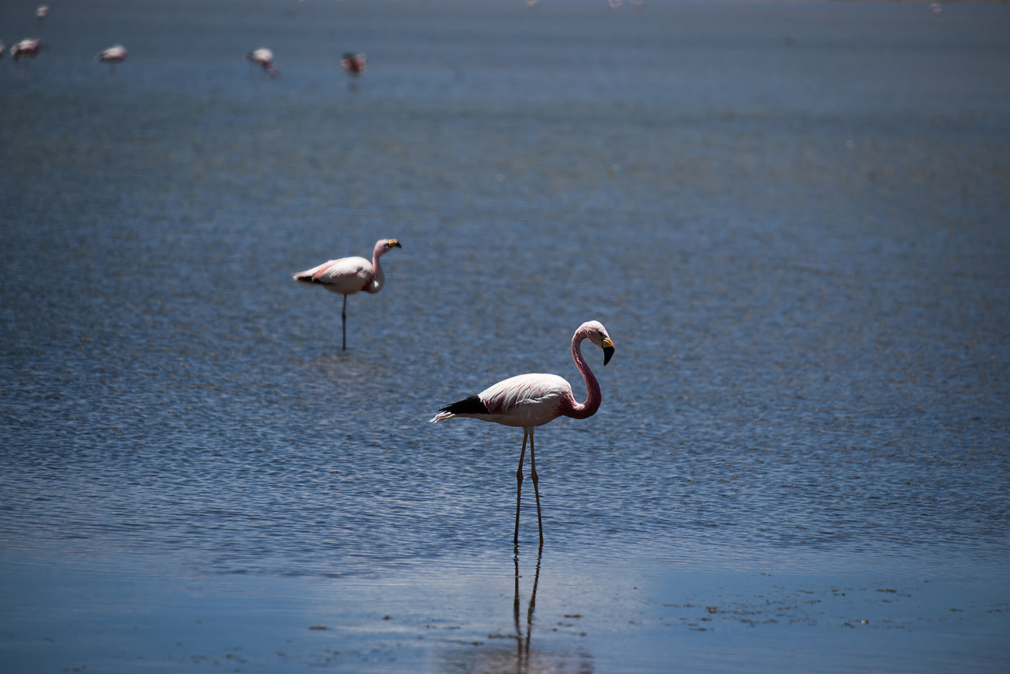 05_Flamingos salar de Tara_Atacama 60x40cm