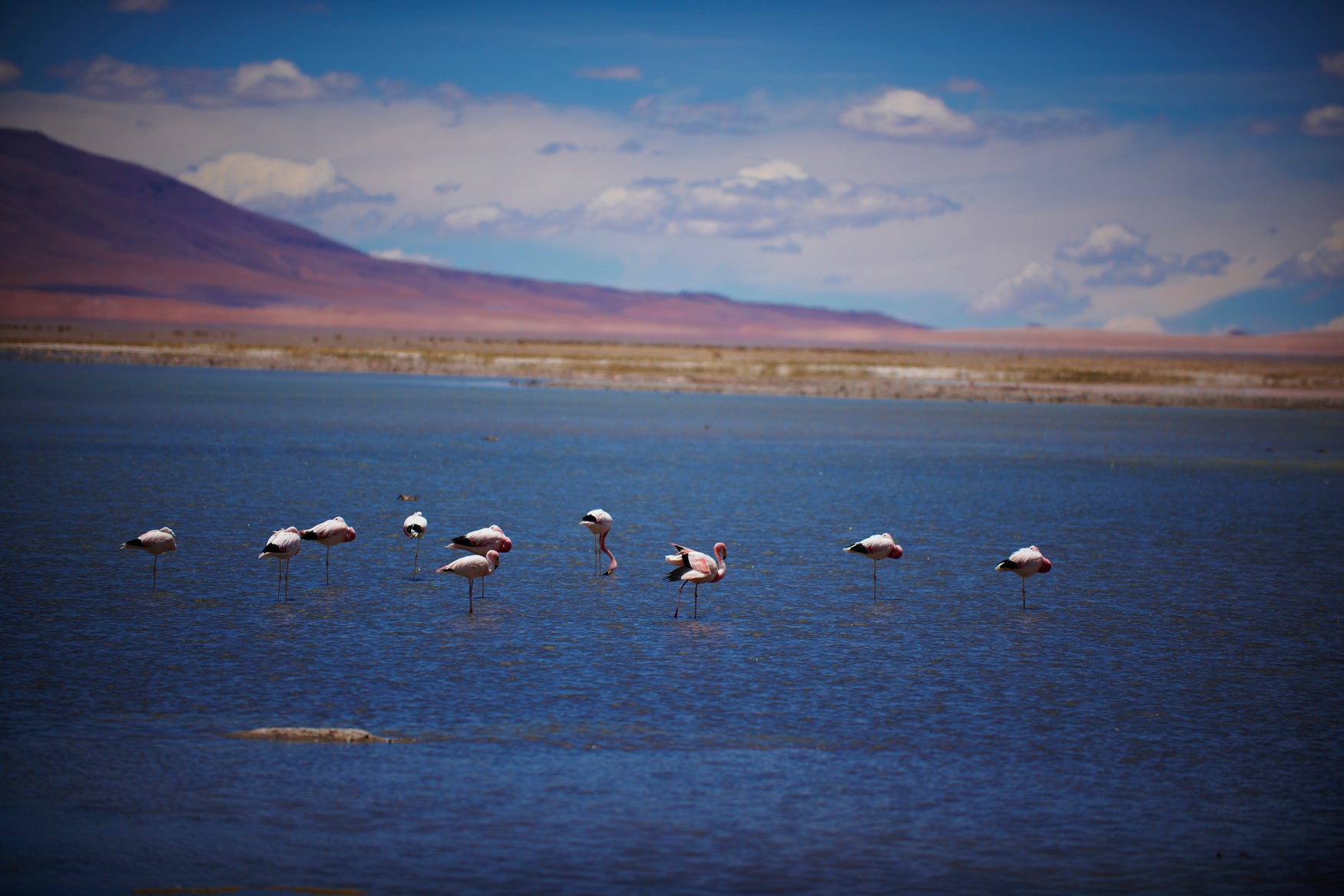 Certificate of Authenticity:
Artwork Title: 5_Flamingos Salar de Tara_Atacama_60x40cm
Series: Atacama Desert, Chile
Artist: Marcus Luconi
Year of Capture: 2010
Location: Atacama Desert, Chile
Original Medium: Digital 35mm
Camera: Nikon D3X
Print: Fine art archival pigment print
Edition: [número da edição]
