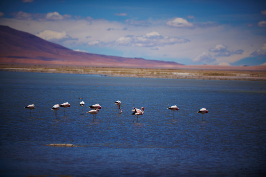 Certificate of Authenticity:
Artwork Title: 5_Flamingos Salar de Tara_Atacama_60x40cm
Series: Atacama Desert, Chile
Artist: Marcus Luconi
Year of Capture: 2010
Location: Atacama Desert, Chile
Original Medium: Digital 35mm
Camera: Nikon D3X
Print: Fine art archival pigment print
Edition: [número da edição]