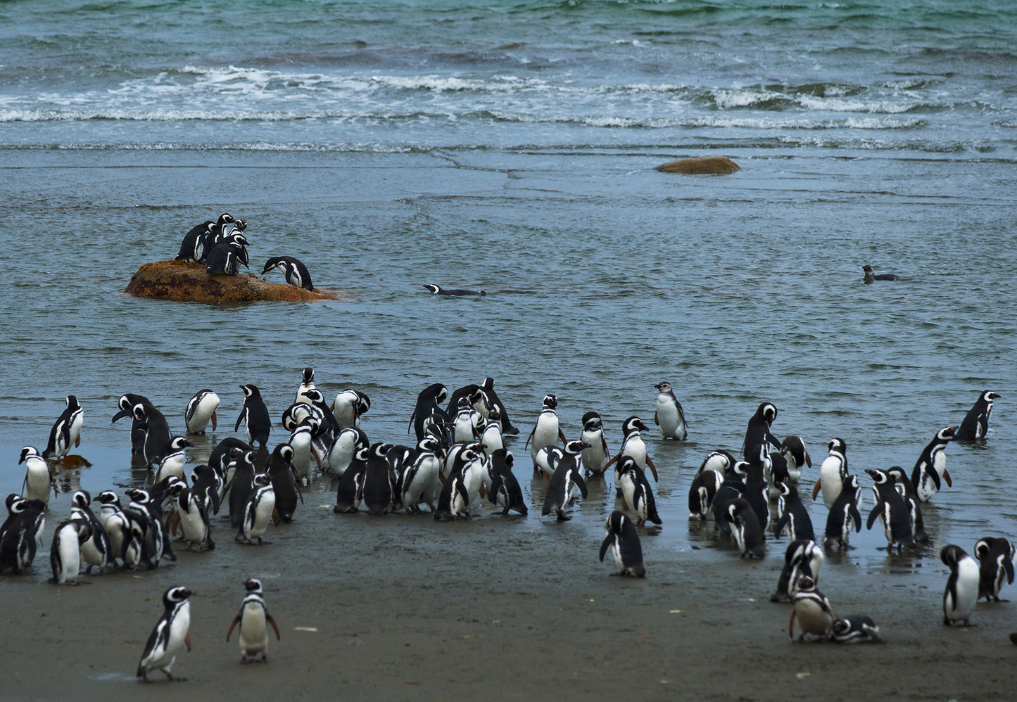 06_Pinguinera Punta Arena_Chile_60x40cm