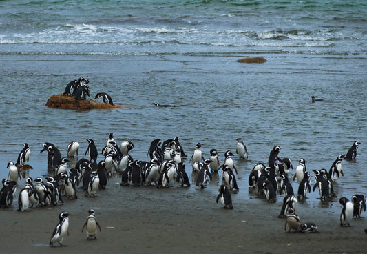 06_Pinguinera Punta Arena_Chile_60x40cm