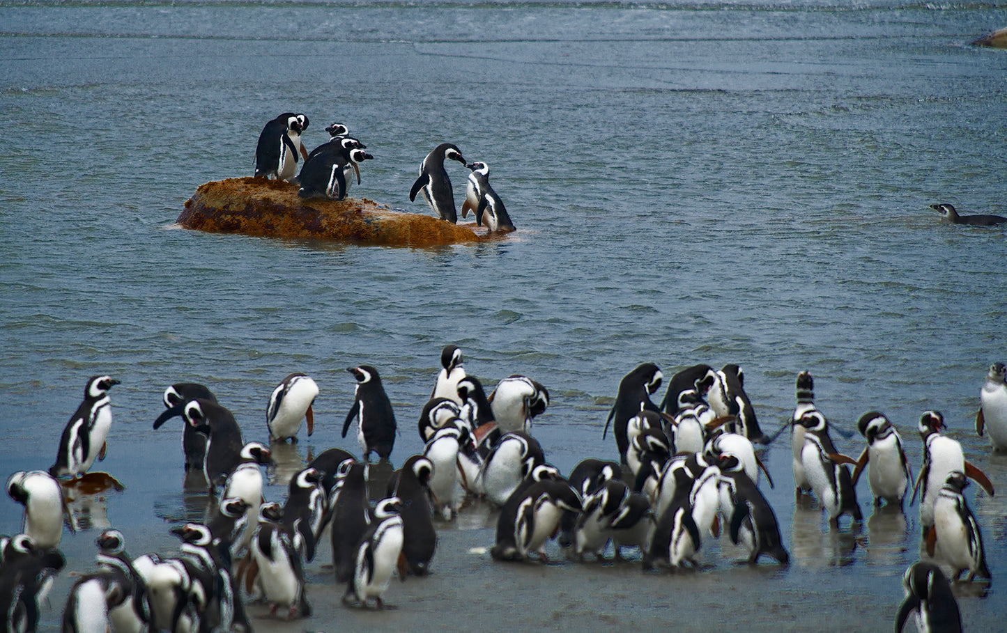 Certificate of Authenticity:
Artwork Title: 06_Pinguinera PuntaArena_ Chile_60x40cm
Series: Patagonia 2000-2010
Artist: Marcus Luconi
Year of Capture: 2010
Location: Punta Arena, Chile
Original Medium: Digital 35mm
Camera: Nikon D3X
Print: Fine art archival pigment print
Edition: [número da edição]