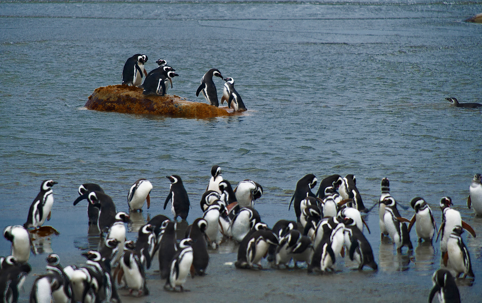 Certificate of Authenticity:
Artwork Title: 06_Pinguinera PuntaArena_ Chile_60x40cm
Series: Patagonia 2000-2010
Artist: Marcus Luconi
Year of Capture: 2010
Location: Punta Arena, Chile
Original Medium: Digital 35mm
Camera: Nikon D3X
Print: Fine art archival pigment print
Edition: [número da edição]