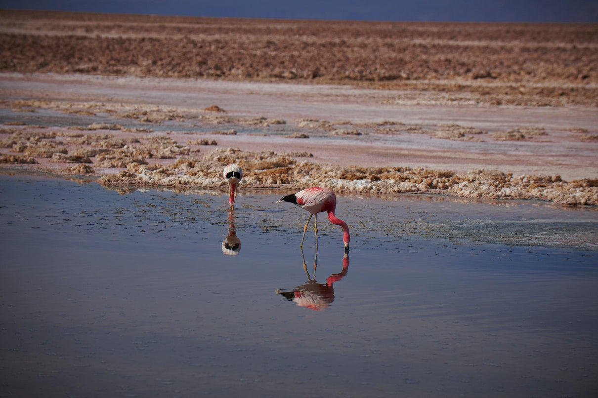 03_Flamingos  Laguna Chaxa_Atacama 60x40cm