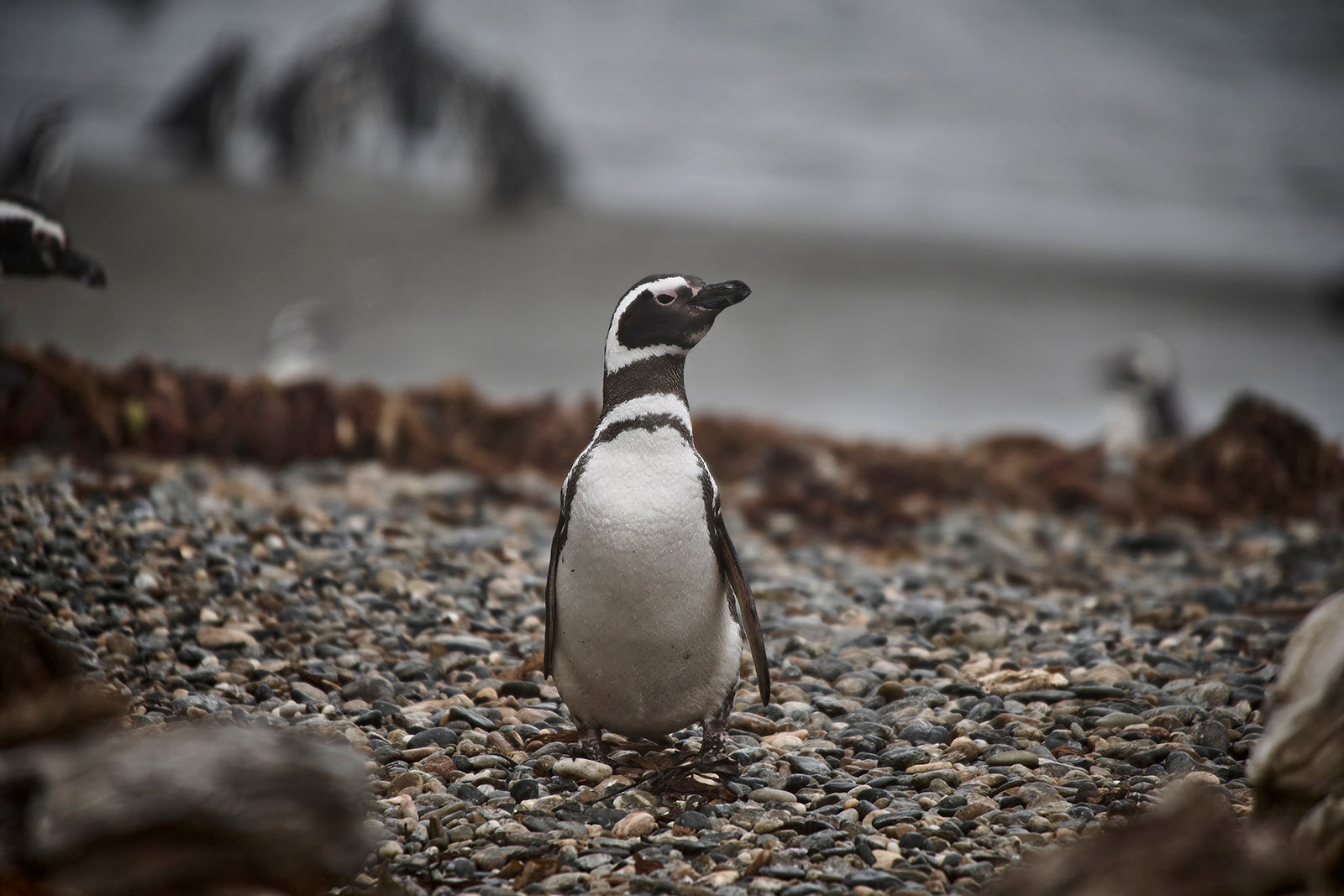 Certificate of Authenticity:
Artwork Title: 7_Pinguinera_Punta_Arena_Chile_60x40cm
Series: Patagonia 2000-2010
Artist: Marcus Luconi
Year of Capture: 2010
Location: Punta Arena, Chile
Original Medium: Digital 35mm
Camera: Nikon D3x
Print: Fine art archival pigment print
Edition: [número da edição]
