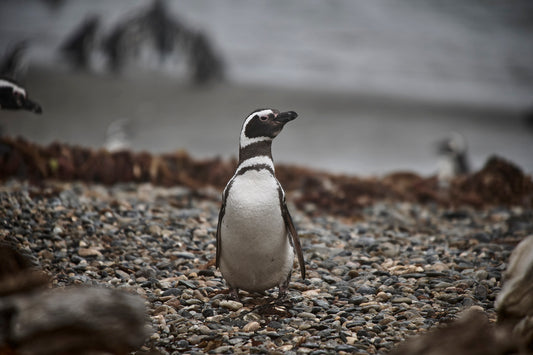 Certificate of Authenticity:
Artwork Title: 7_Pinguinera_Punta_Arena_Chile_60x40cm
Series: Patagonia 2000-2010
Artist: Marcus Luconi
Year of Capture: 2010
Location: Punta Arena, Chile
Original Medium: Digital 35mm
Camera: Nikon D3x
Print: Fine art archival pigment print
Edition: [número da edição]