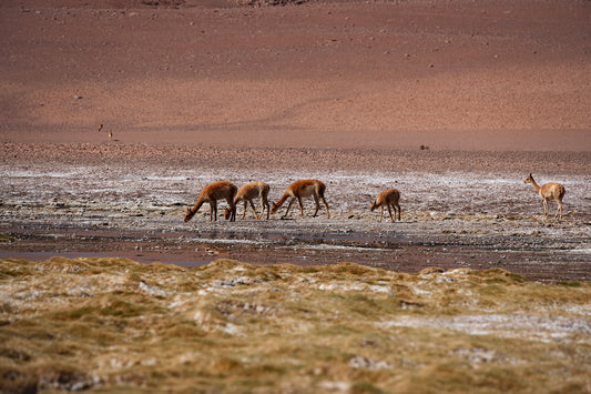 Vicuña — Atacama Desert No. 07, fine art photograph by Marcus Luconi