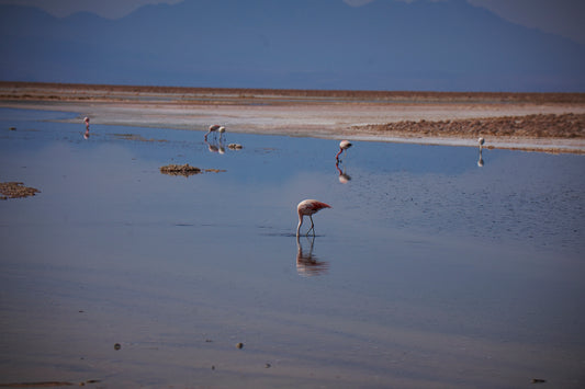 Flamingos — Laguna Chaxa No. 04 - 60 x 40 cm