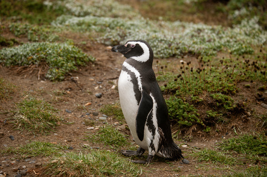 07_Pinguenera Punta Arena_Chile_60x40cm