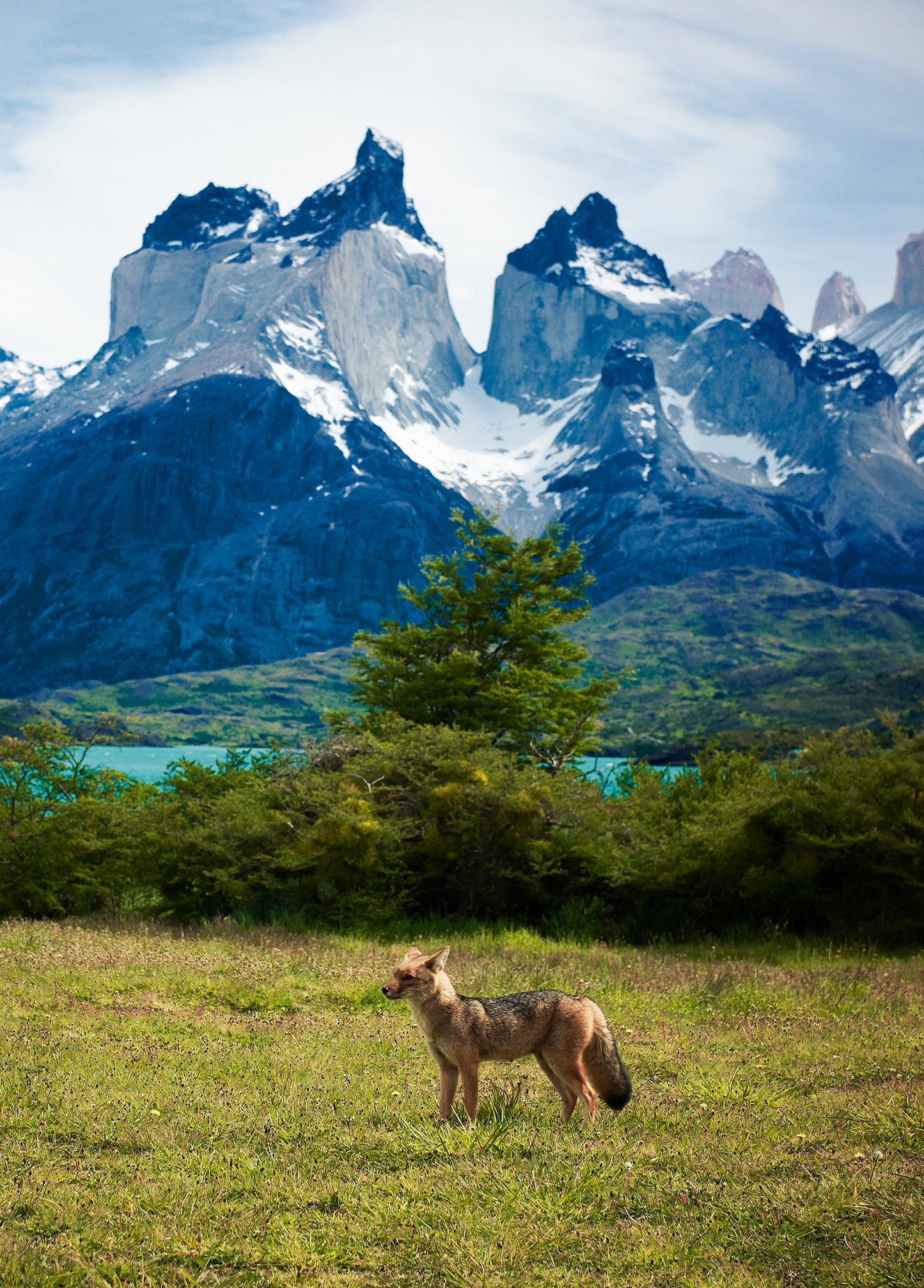 Zorro Torres Del Paine Chile 60x40cm