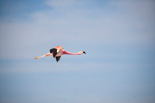 Flamingos — Laguna Chaxa No. 10 - 60 x 40 cm