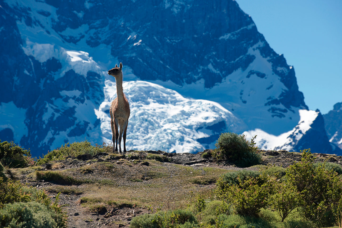 Guanacos of Torres del Paine
