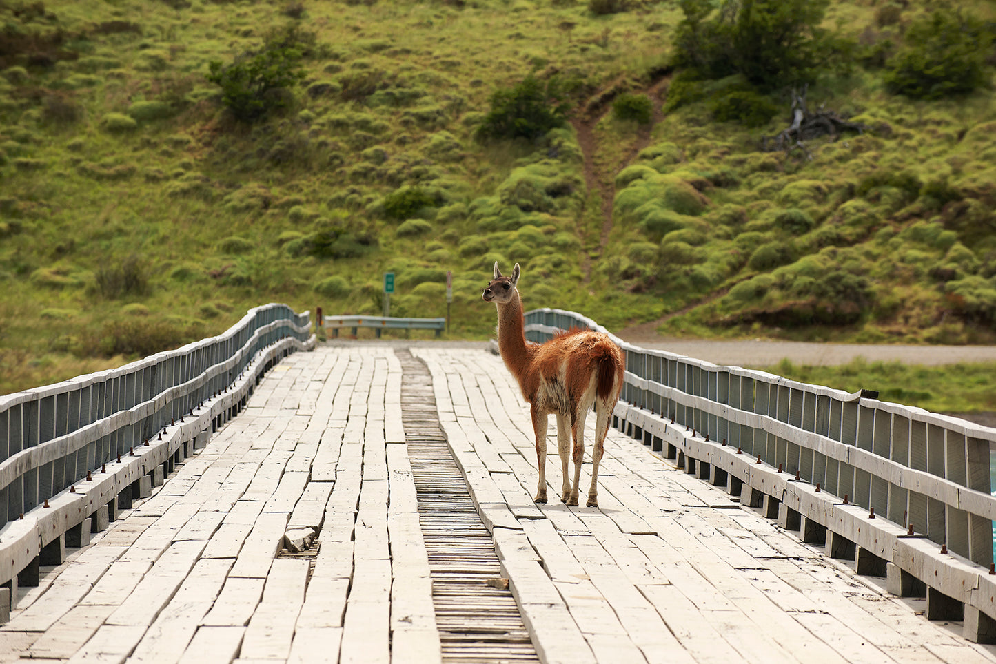 Guanacos of Torres del Paine