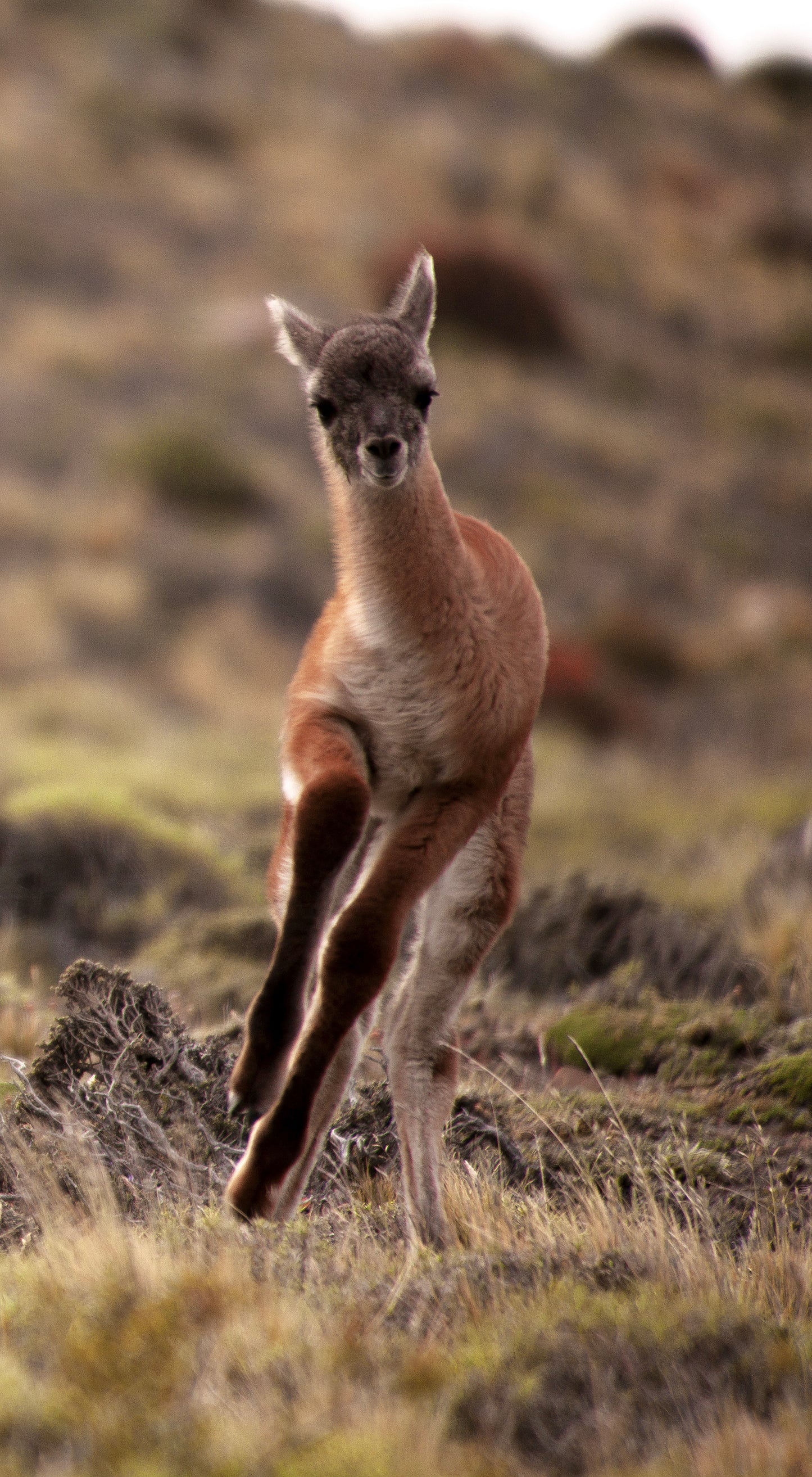Guanacos of Torres del Paine