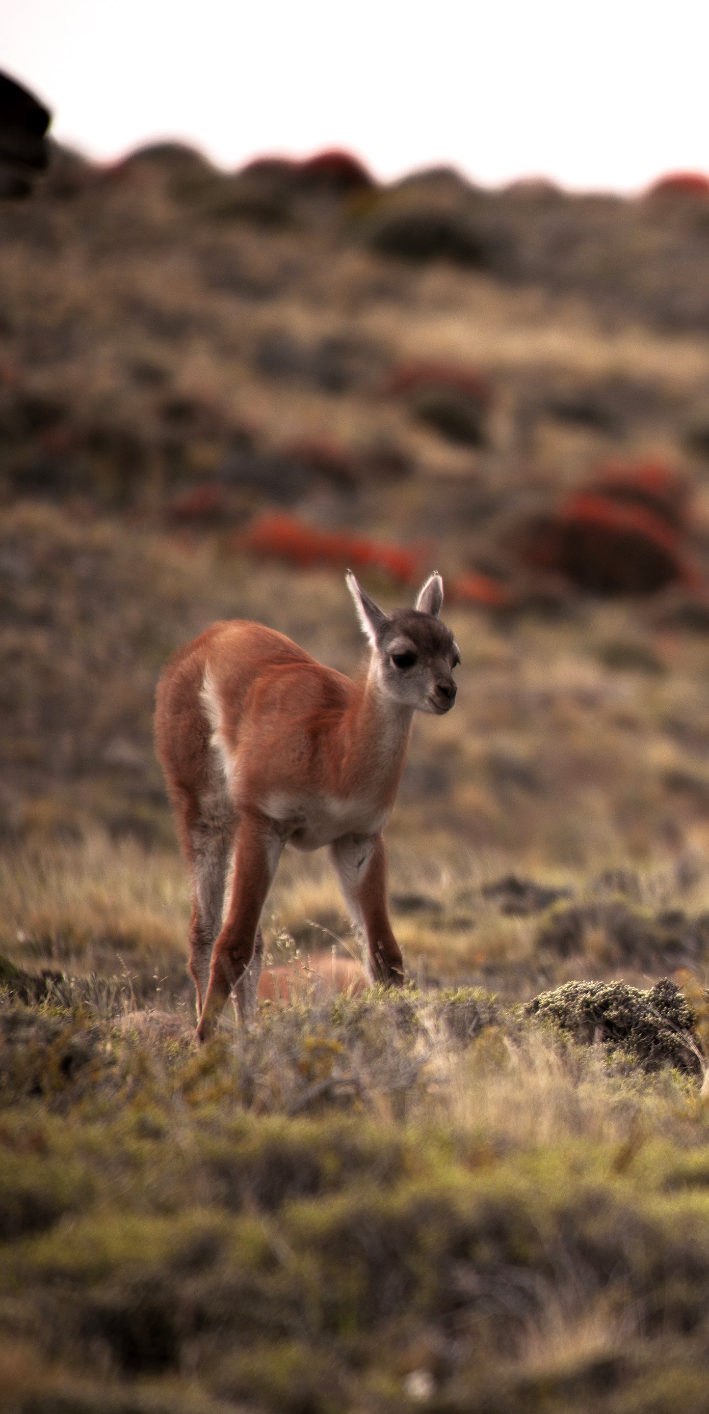 Guanacos of Torres del Paine