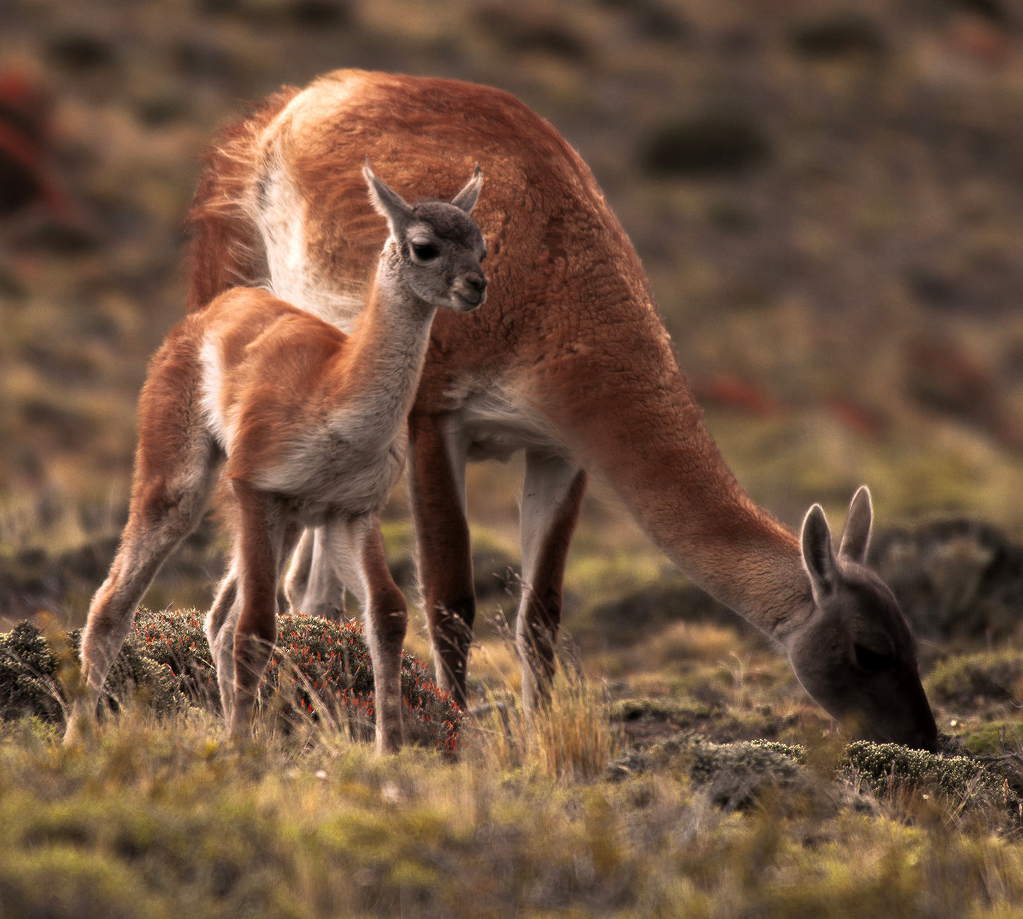 Guanacos of Torres del Paine