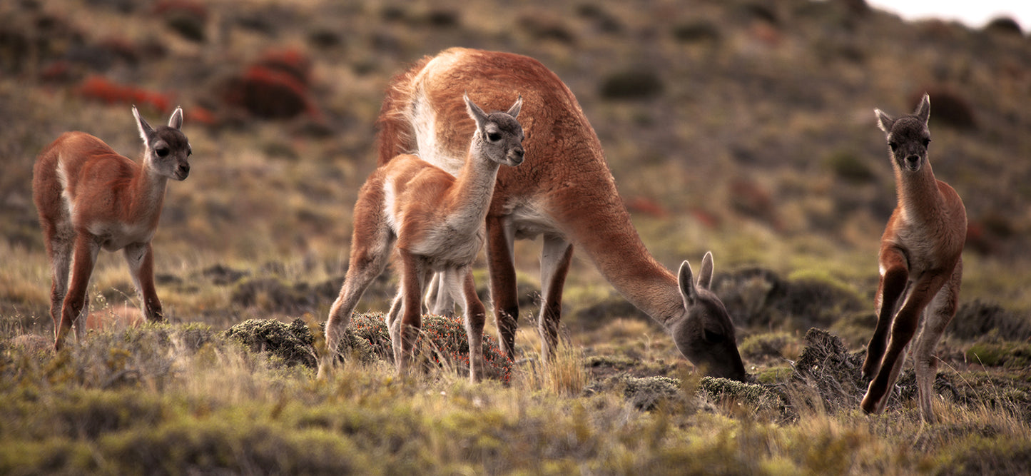 Guanacos of Torres del Paine