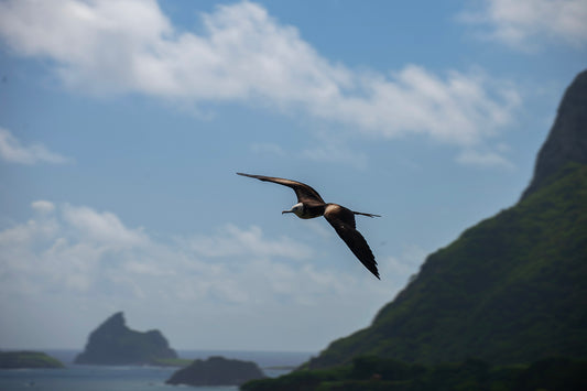 Certificate of Authenticity:
Artwork Title: 28_FernandodeNoronha2012_EcologicSanctuary_60x40cm
Series: Fernando de Noronha
Artist: Marcus Luconi
Year of Capture: 2012
Location: Fernando de Noronha, Brasil
Original Medium: Digital 35mm
Camera: Nikon D3X
Print: Fine art archival pigment print
Edition: [número da edição]