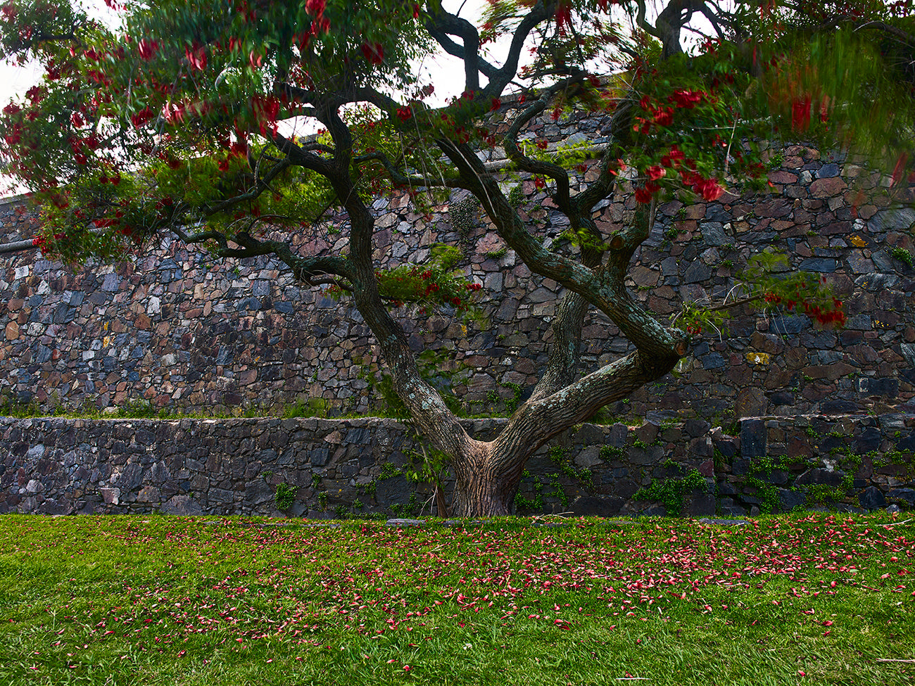 Flowering Cork Tree 100x75cm