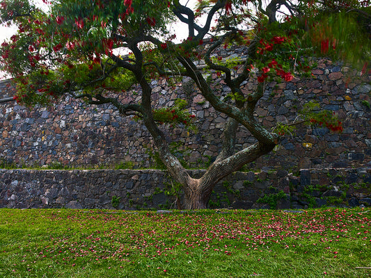 Flowering Cork Tree 100x75cm