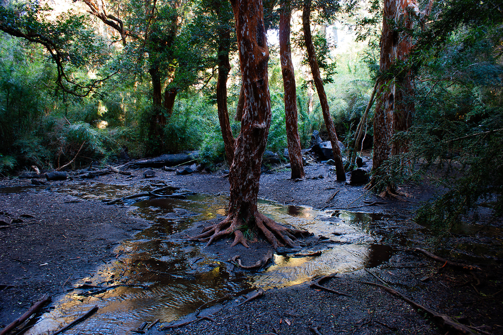 Certificate of Authenticity:
Artwork Title: Bariloche Arrayanes Forest 60x40cm
Series: 
Artist: Marcus Luconi
Year of Capture: 2009
Location: Bariloche, Argentina
Original Medium: Digital 35mm
Camera: Sony 
Print: Fine art archival pigment print
Edition: [número da edição]
