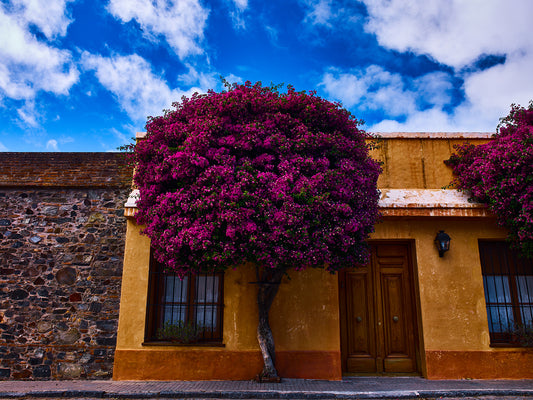 Certificate of Authenticity:
Artwork Title: BougainvilleaIceCreamType 72x54cm
Series: Colonia Del Sacramento
Artist: Marcus Luconi
Year of Capture: 2010
Location: Colonia Del 
Sacramento, Uruguay
Original Medium: Digital  PhaseOne Back
Camera: Hasselblad ArcBody
Print: Fine art archival pigment print
Edition: [número da edição]
