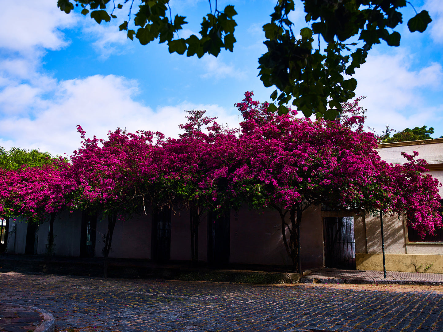 Certificate of Authenticity:
Artwork Title: Bougainvillea Topping 100x75 cm
Series: Colonia Del Sacramento
Artist: Marcus Luconi
Year of Capture: 2010
Location: Colonia Del Sacramento Uruguay
Original Medium: Digital PhaseOne
Camera: Hasselblad Arcbody
Print: Fine art archival pigment print
Edition: [número da edição]