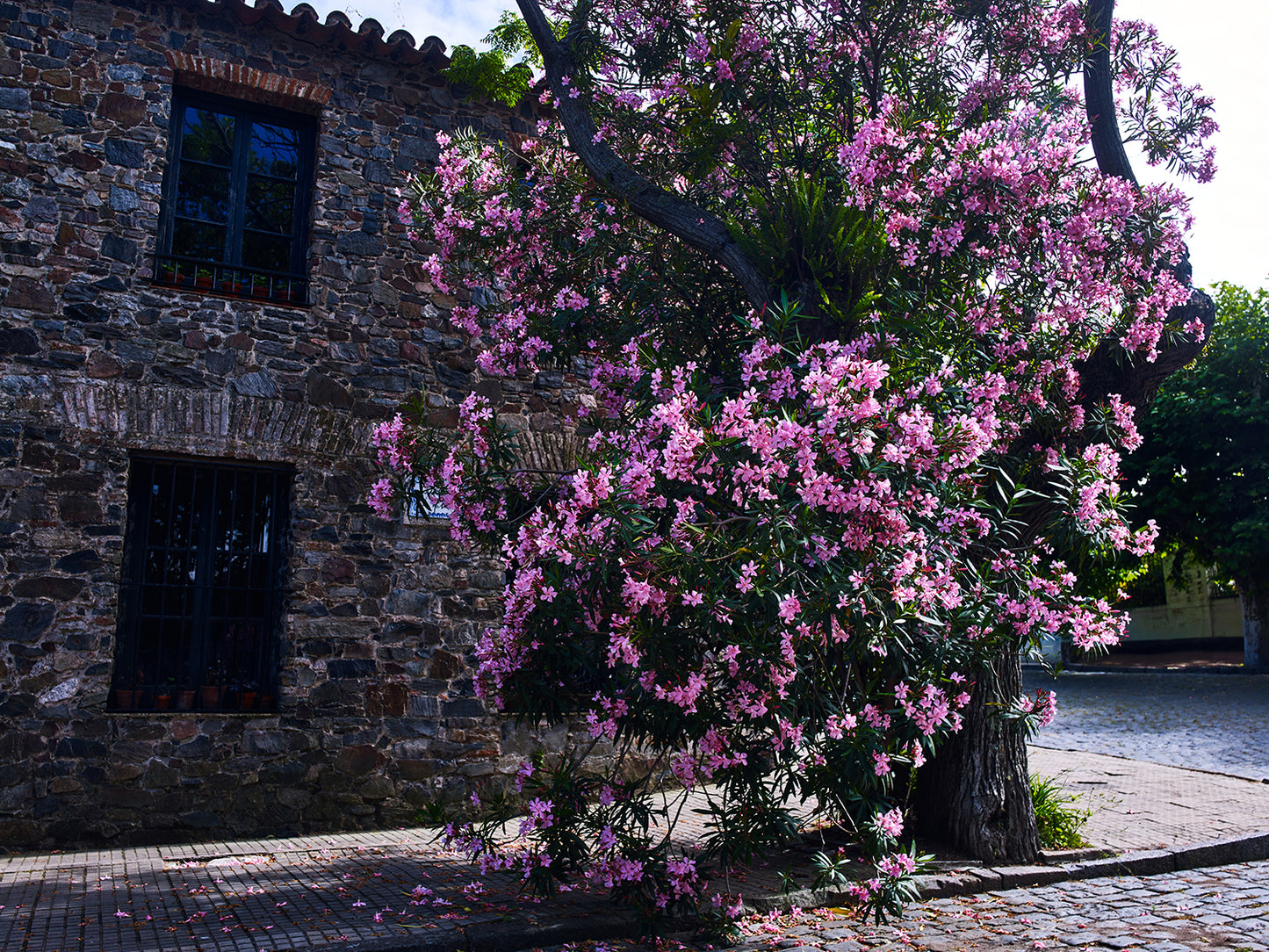 Certificate of Authenticity:
Artwork Title: Bougaiville Corner_ 122 x 91cm
Series: Colonia Del Sacramento
Artist: Marcus Luconi
Year of Capture: 2010
Location: Colonia Del Sacramento
Original Medium: Digital Back PhaseOne
Camera: Hasselblad Arc Body
Print: Fine art archival pigment print
Edition: [número da edição]