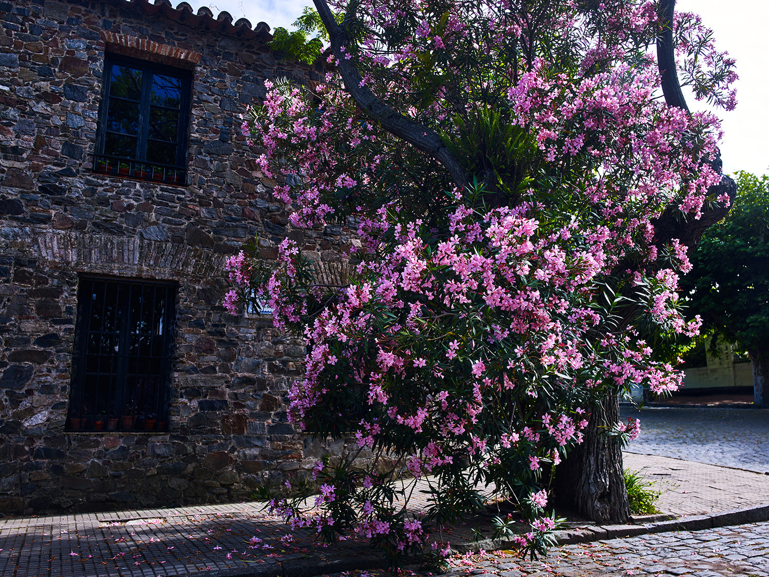 Certificate of Authenticity:
Artwork Title: Bougaiville Corner_ 122 x 91cm
Series: Colonia Del Sacramento
Artist: Marcus Luconi
Year of Capture: 2010
Location: Colonia Del Sacramento
Original Medium: Digital Back PhaseOne
Camera: Hasselblad Arc Body
Print: Fine art archival pigment print
Edition: [número da edição]