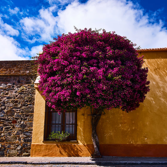 Certificate of Authenticity:
Artwork Title: Bouganvillea In The Sun 75x75 cm
Series: Colonia Del Sacramento
Artist: Marcus Luconi
Year of Capture: 2010
Location: Colonia Del 
Sacramento, Uruguay
Original Medium: Digital  PhaseOne Back
Camera: Hasselblad Arcbody
Print: Fine art archival pigment print
Edition: [número da edição]