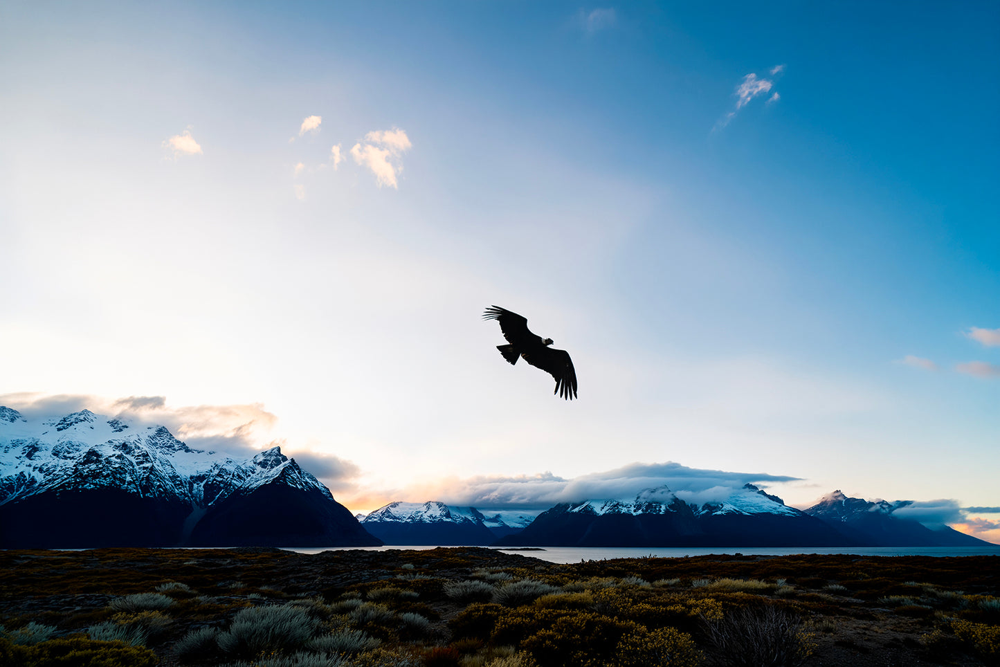 Condor Hybrid Images Patagonia Chile 60x40cm
