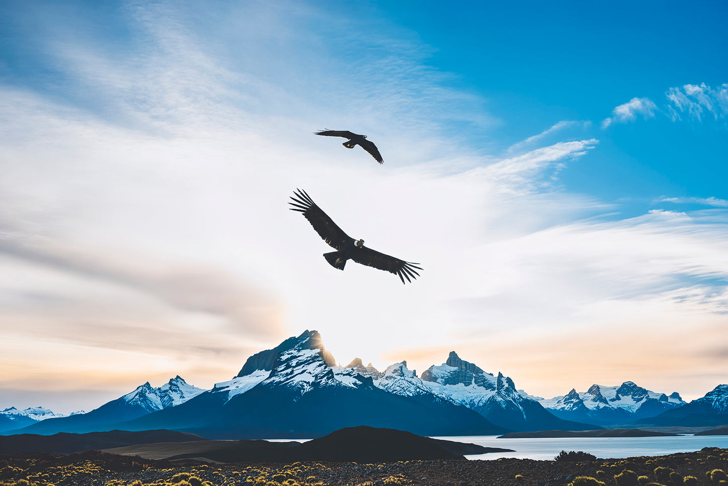 Condor Hybrid Images Patagonia Chile 60x40cm