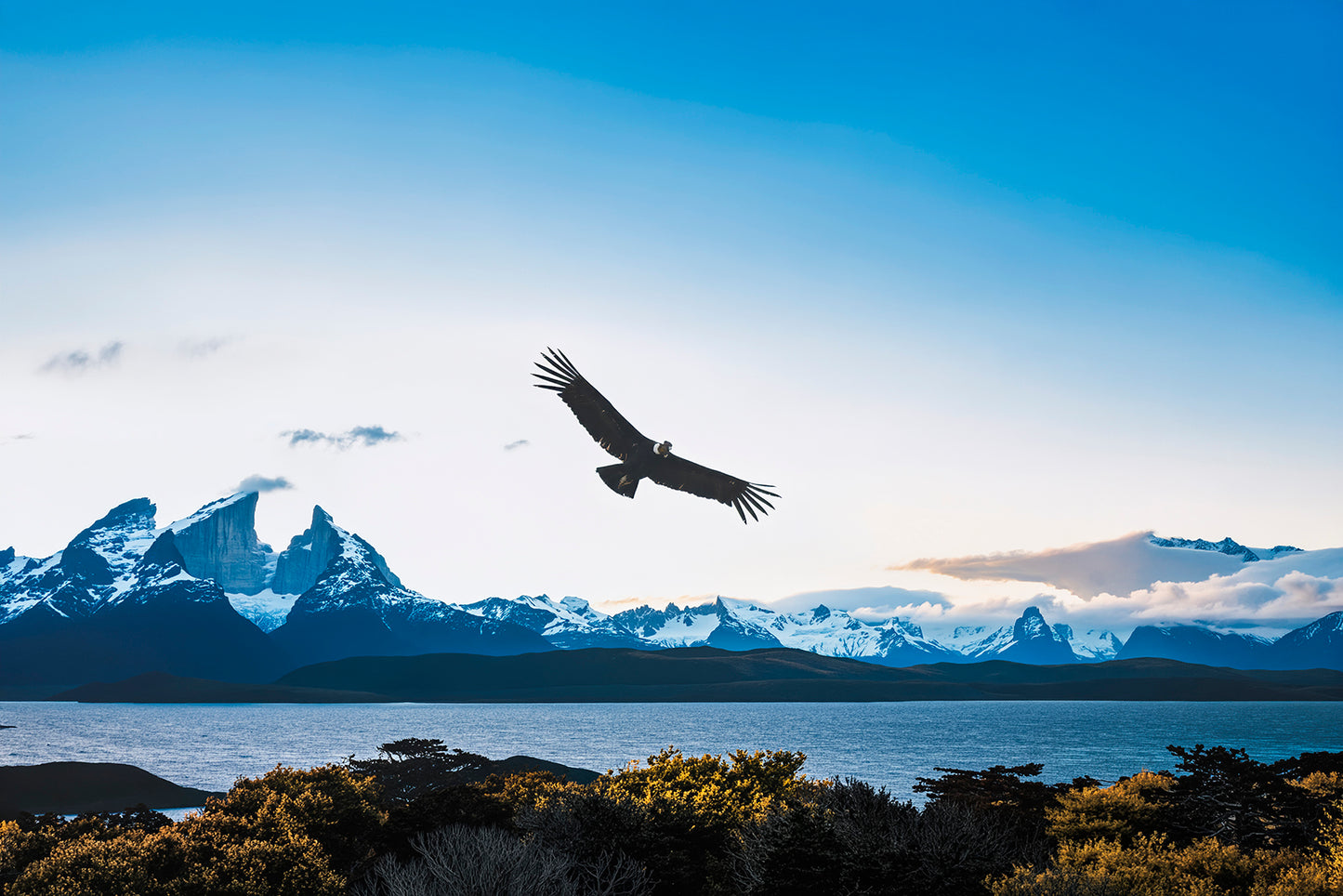 Condor Hybrid Images Patagonia Chile 60x40cm