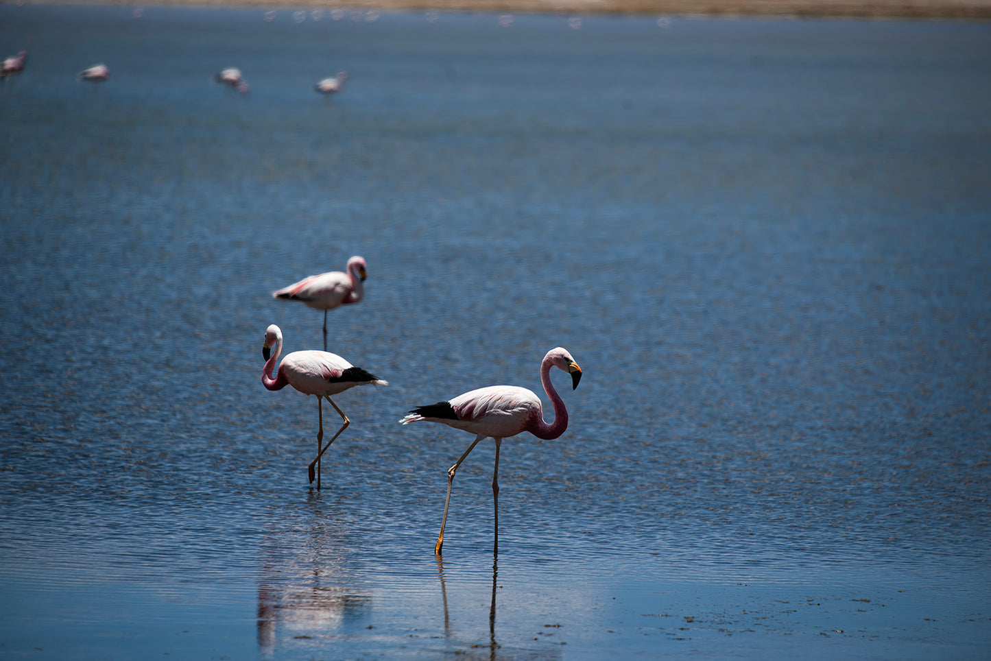 Flamingos of Atacama